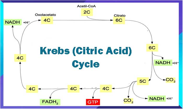 Krebs Cycle 