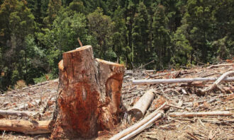 Fenomena Deforestasi