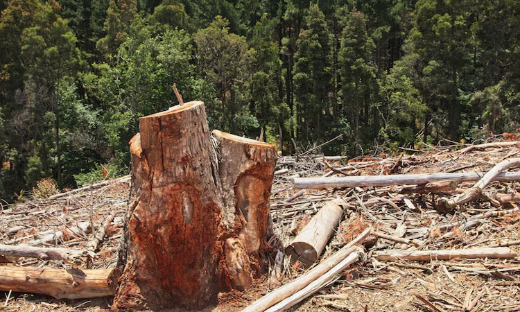 Fenomena Deforestasi