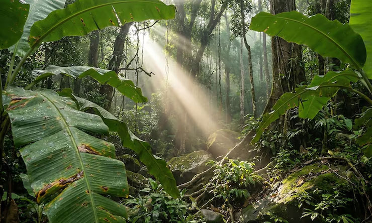 Rahasia Hutan Amazon